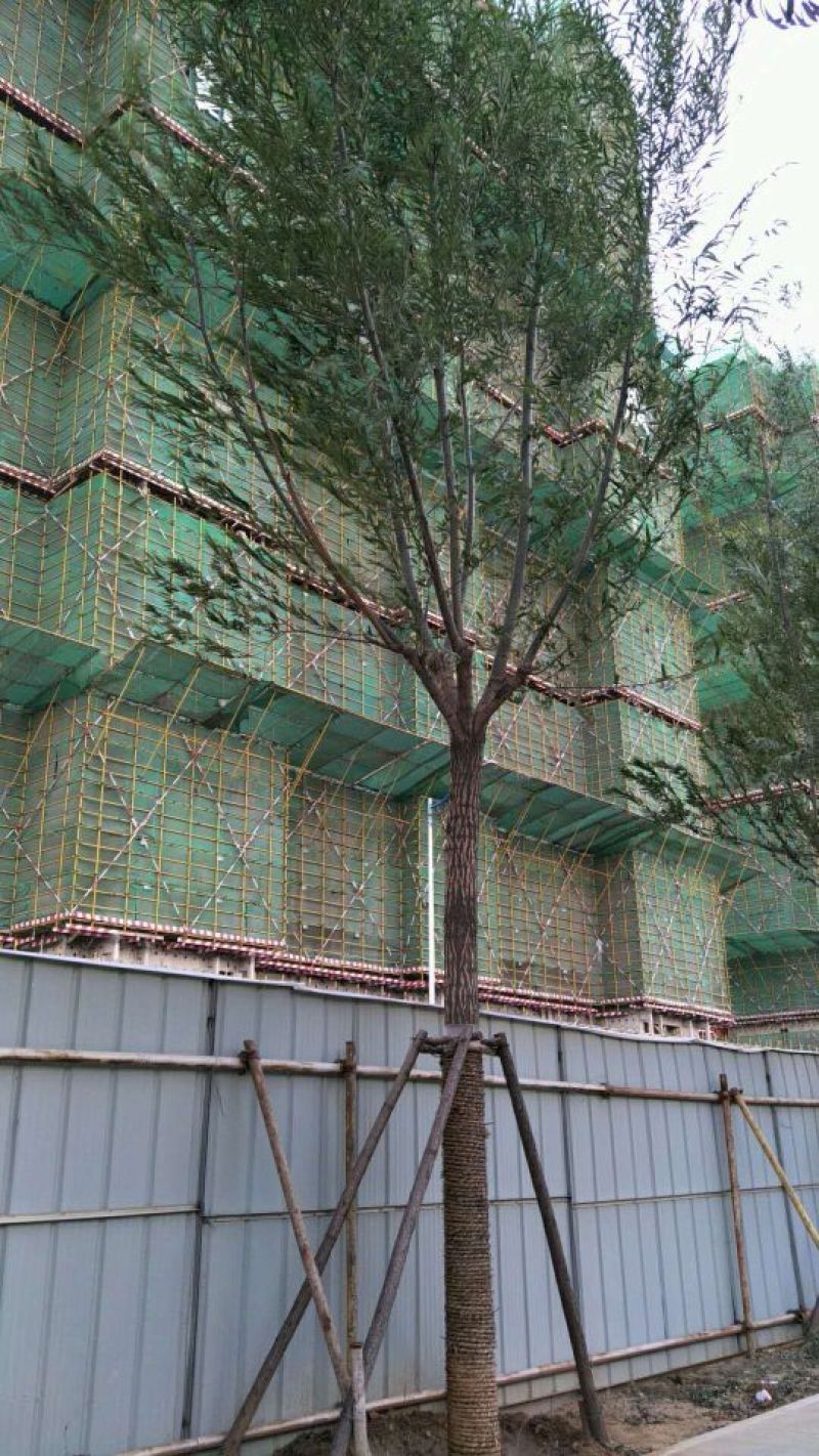 榆树苗10~20cm