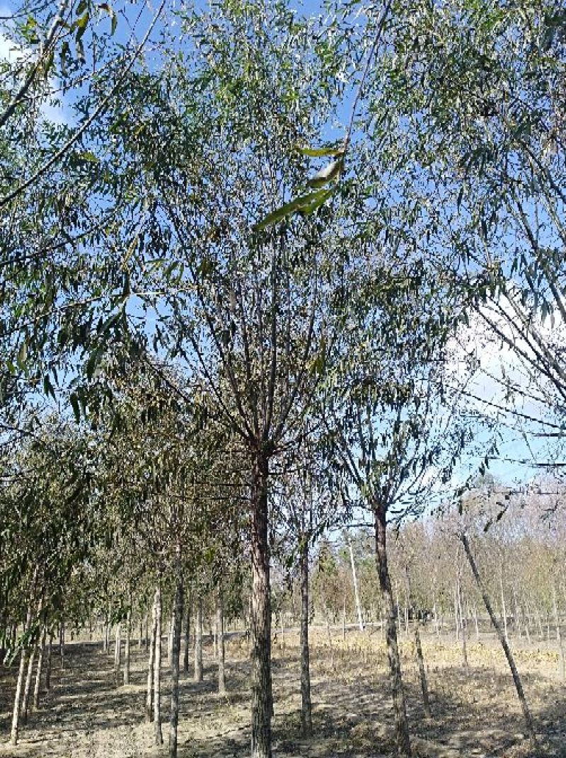 山东柳树苗，垂柳苗，金丝垂柳苗，竹柳苗，馒头柳苗