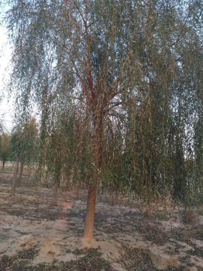 山东柳树苗，垂柳苗，金丝垂柳苗，竹柳苗，馒头柳苗