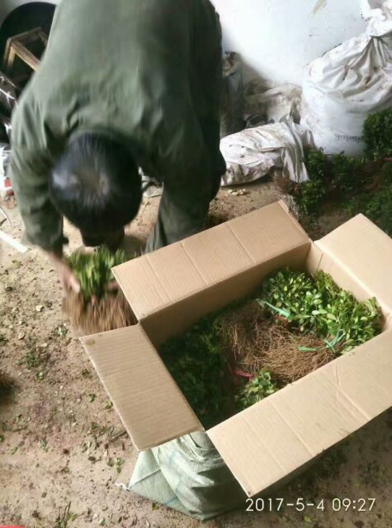 小叶黄杨高10公分0.12元一颗上车价