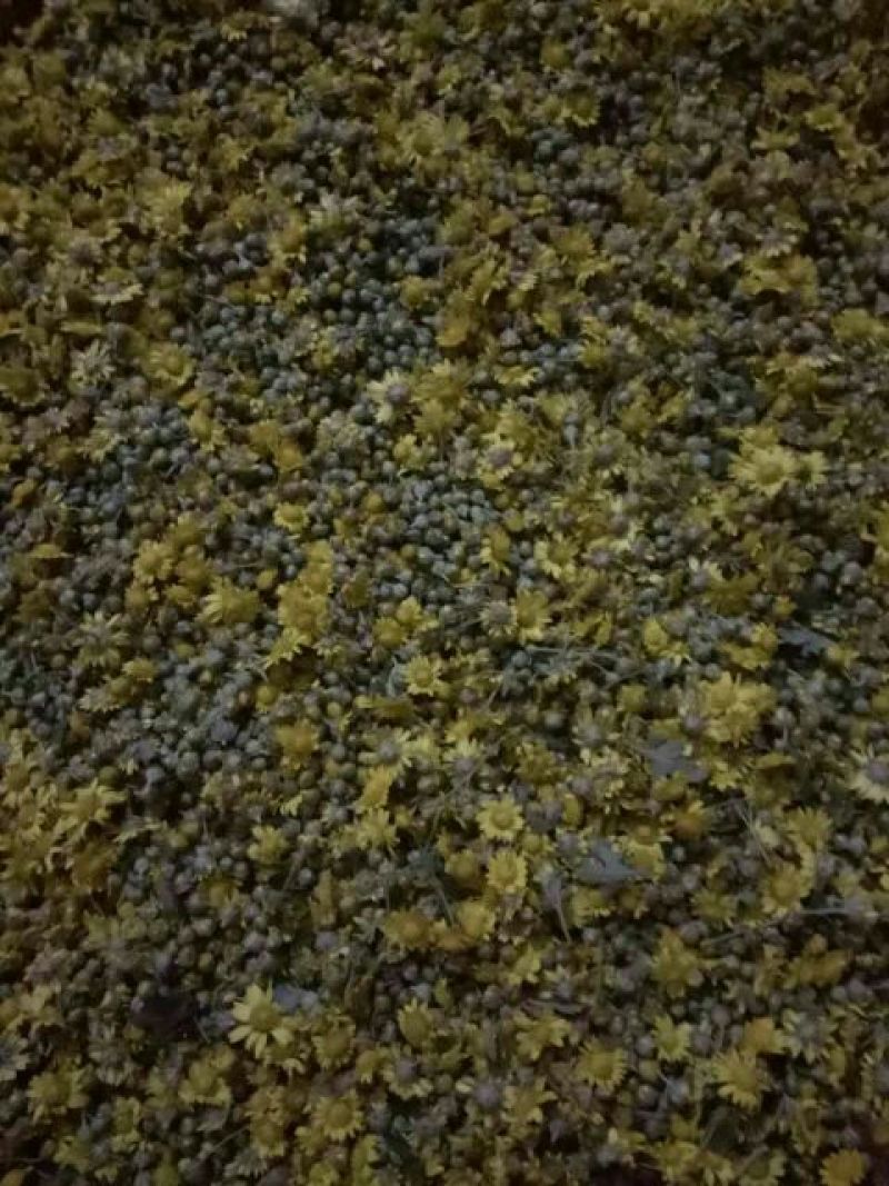 野菊花无公害无农药纯野生山