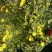 野菊花无公害无农药纯野生山