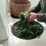 青钱柳茶末茶