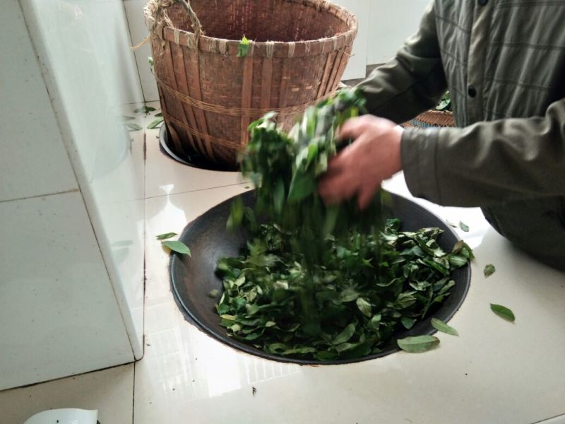 青钱柳茶末茶