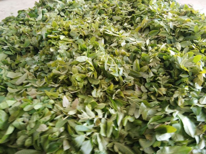 青钱柳茶末茶