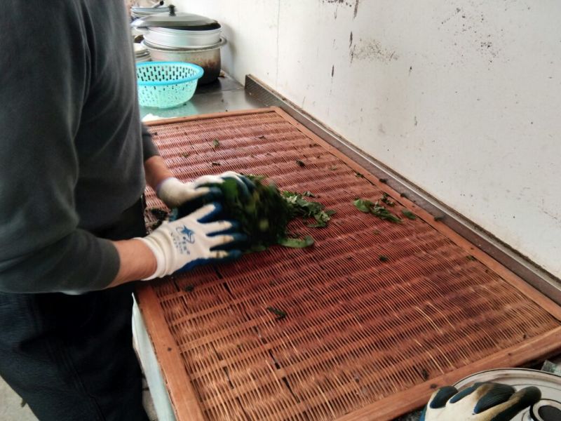 青钱柳茶末茶