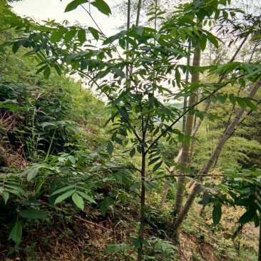 青钱柳茶末茶