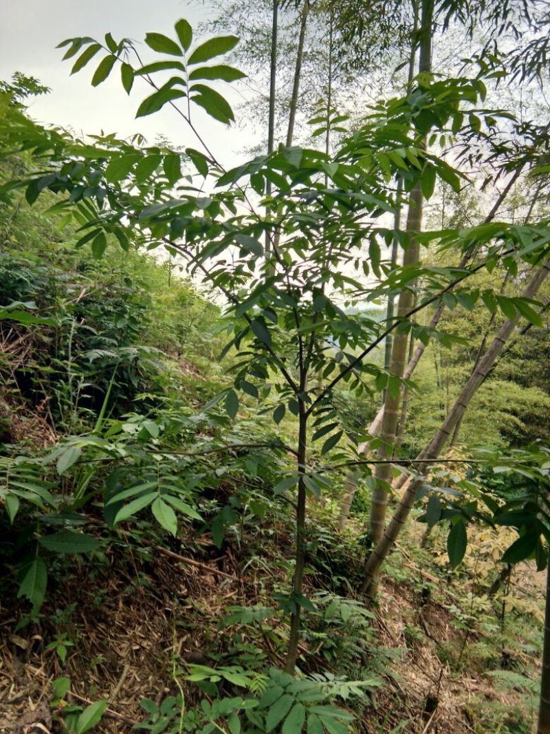 青钱柳茶末茶