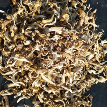 干平菇5~7cm浅灰色厚