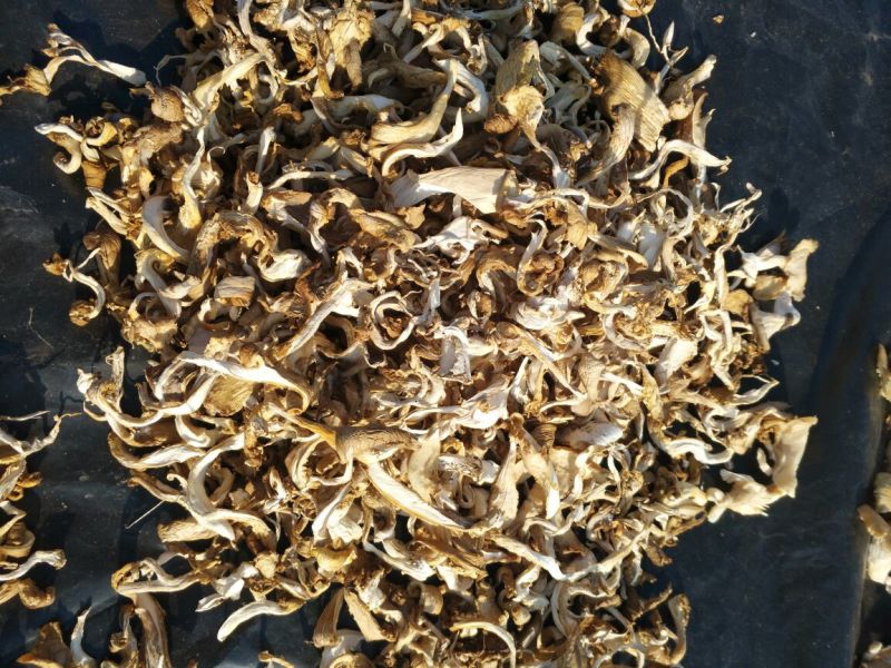干平菇5~7cm浅灰色厚