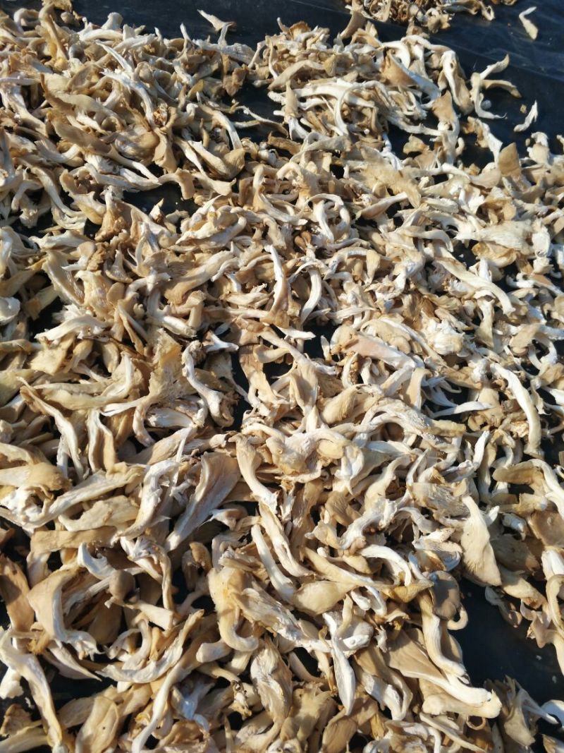 干平菇5~7cm浅灰色厚