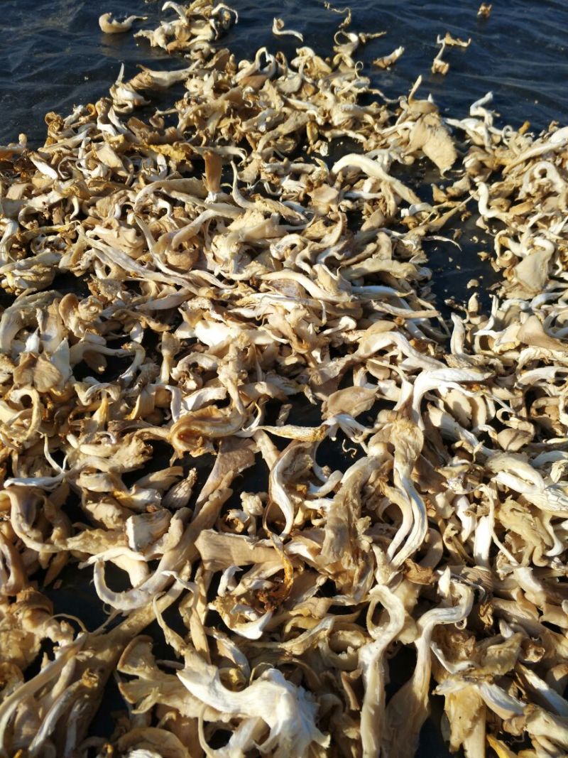 干平菇5~7cm浅灰色厚