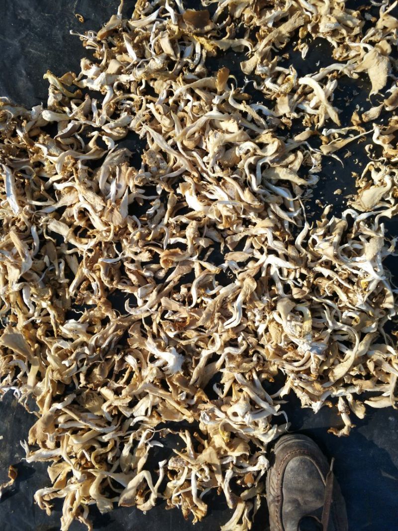干平菇5~7cm浅灰色厚