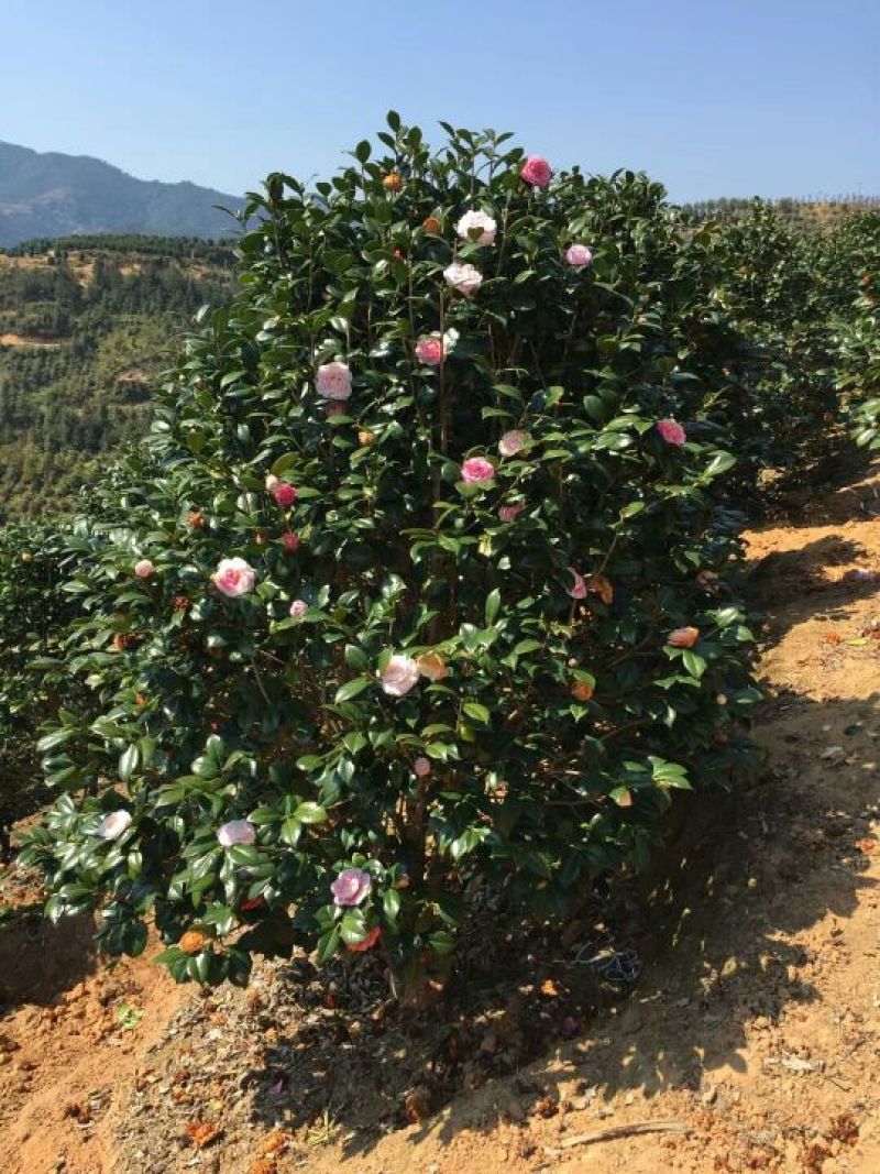 茶花树140cm以上