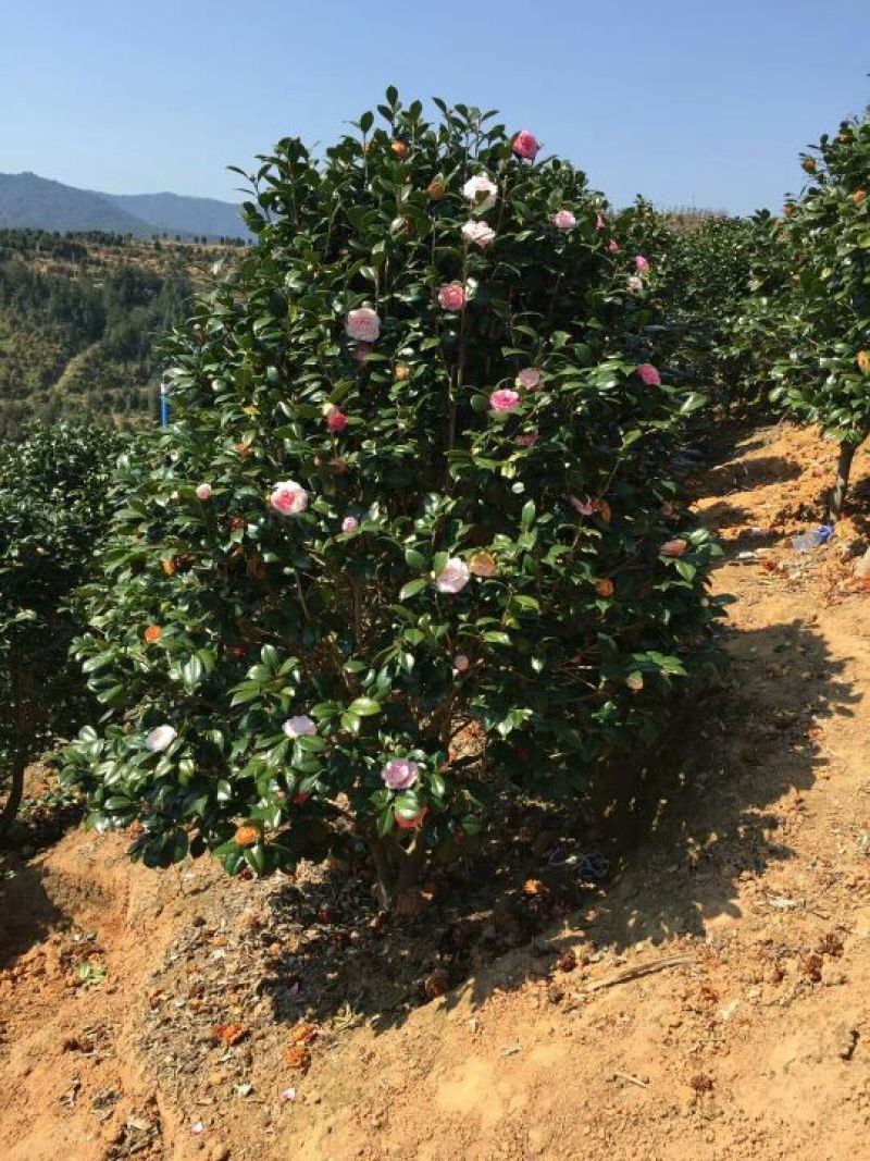 茶花树140cm以上