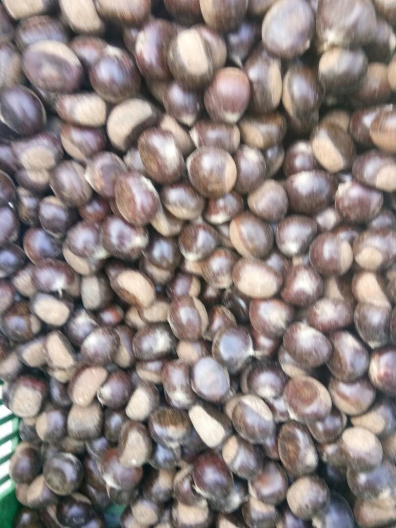 河北板栗油栗一手货源视频看货品质保证以质论价