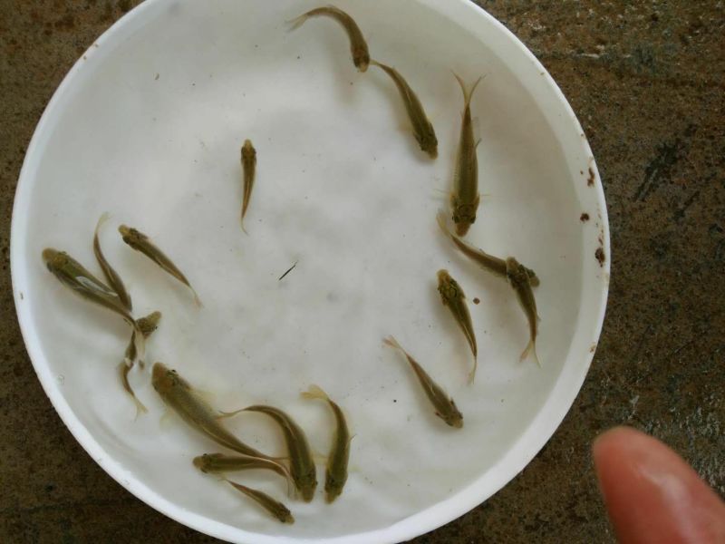 军鱼苗光鱼苗青竹鲩鱼苗（坑娟鱼苗）光倒刺耙鱼苗基地