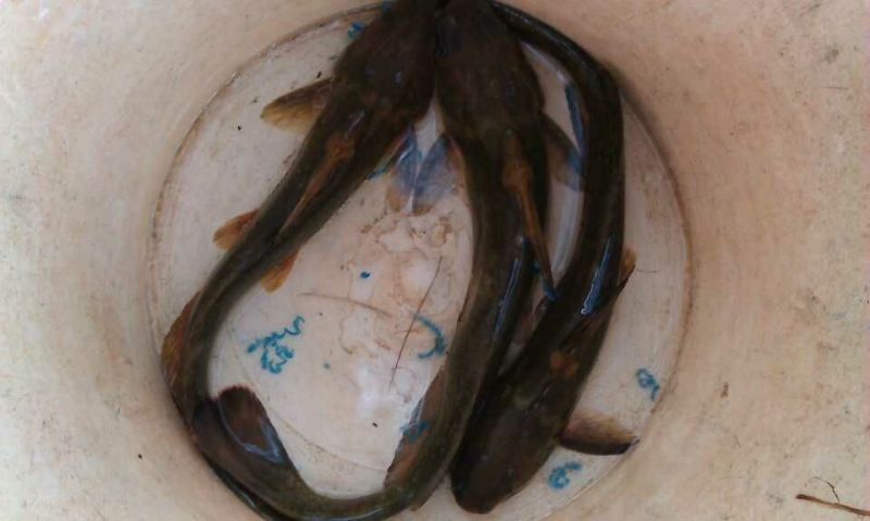 军鱼苗光鱼苗青竹鲩鱼苗（坑娟鱼苗）光倒刺耙鱼苗基地