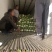 精品北京新三号白菜大量上市4~6斤净菜欢迎各地的老板
