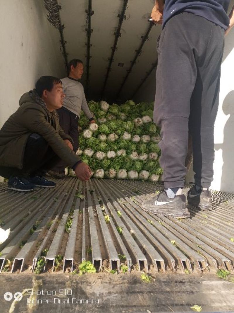 精品北京新三号白菜大量上市4~6斤净菜欢迎各地的老板