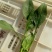 菠菜20~25厘米