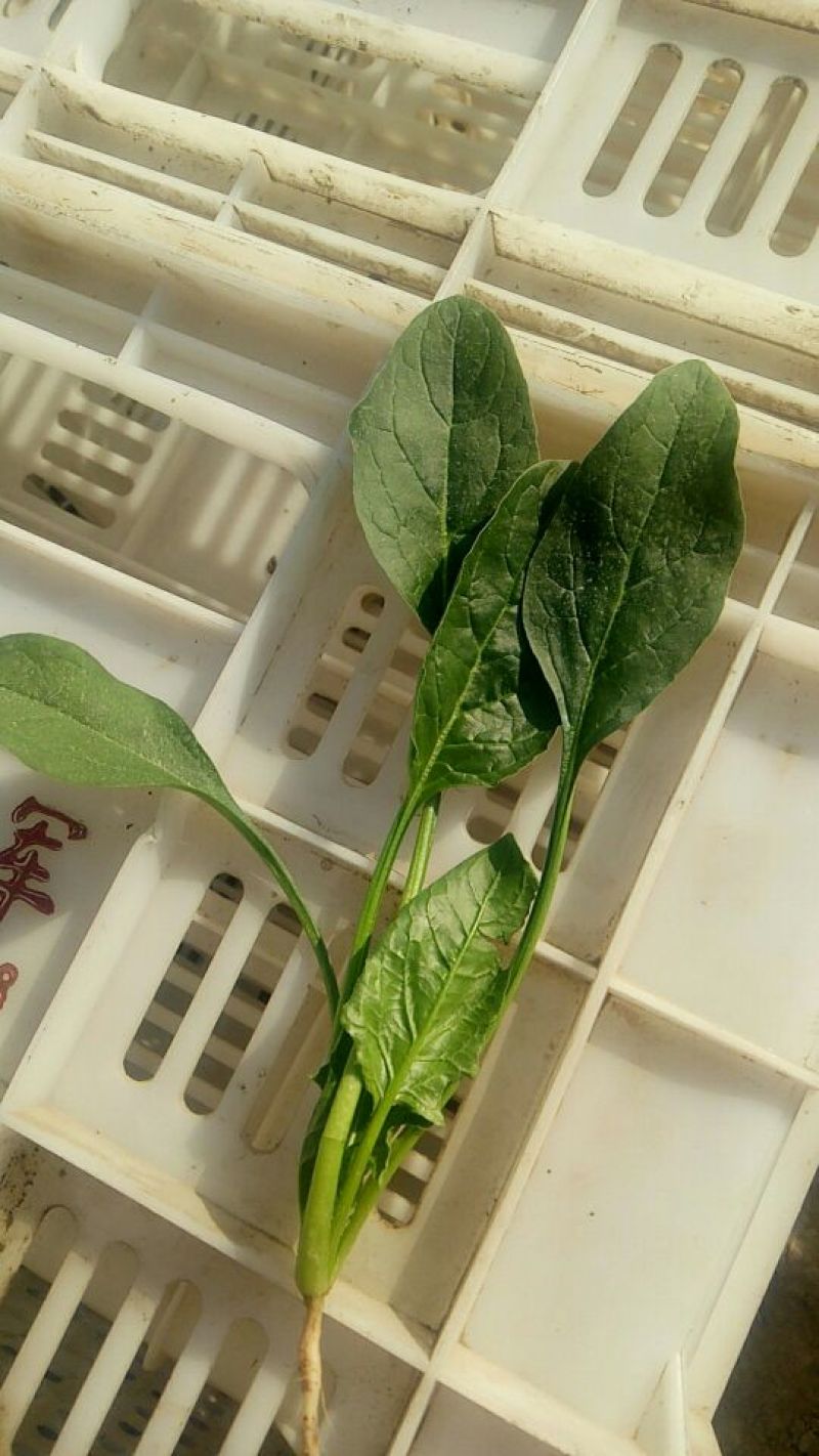 菠菜20~25厘米