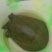 生态甲鱼2.5~3斤