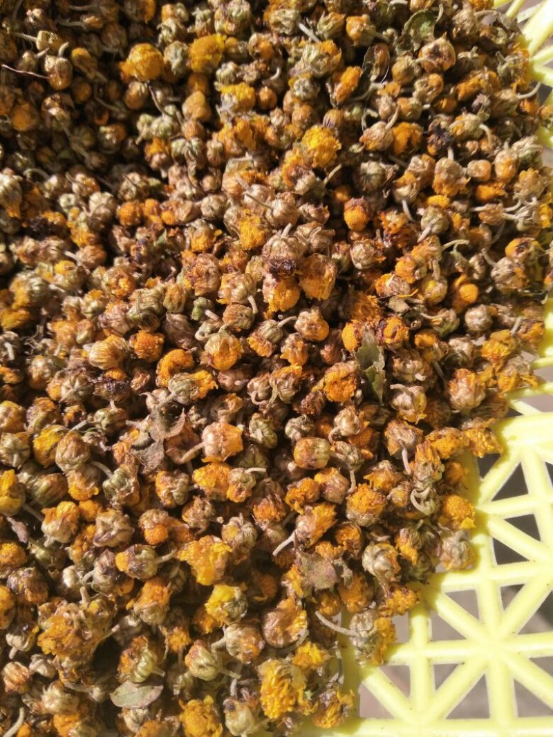 菊花茶特级