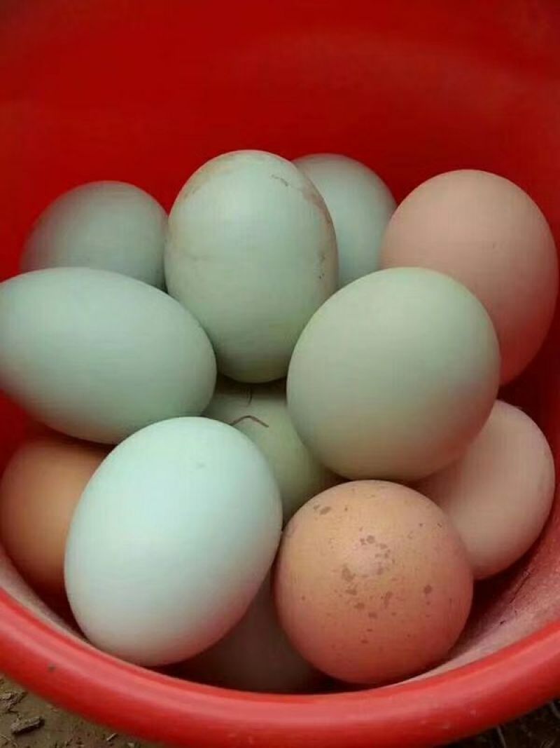 绿壳鸡蛋60~75g食用