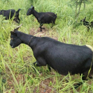 黑山羊种羊50~60斤