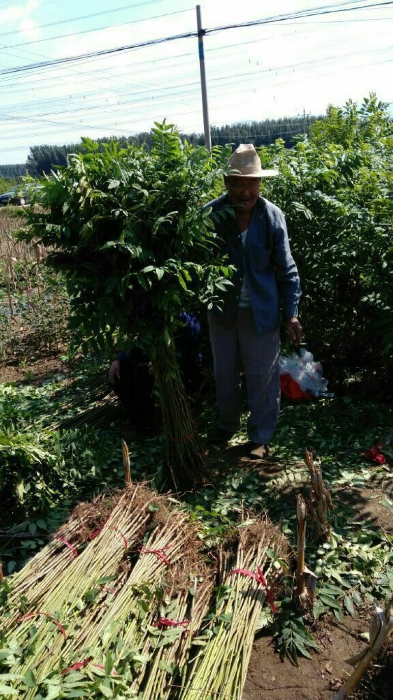 红油6号香椿苗大棚80cm以上基地直供诚信经营