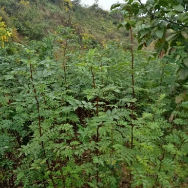 美奇特大红袍花椒苗量大供应！？？？？？？？？？？？？？