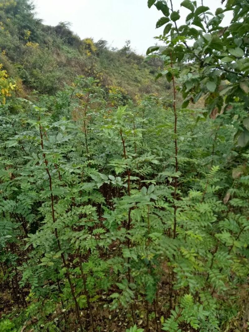 美奇特大红袍花椒苗量大供应！？？？？？？？？？？？？？