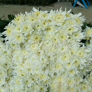 白菊花50~80cm