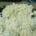 白菊花50~80cm