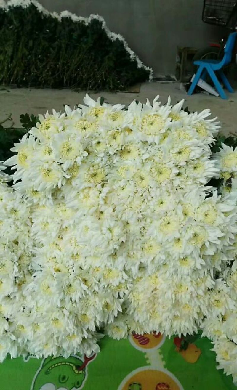 白菊花50~80cm