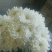 白菊花50~80cm
