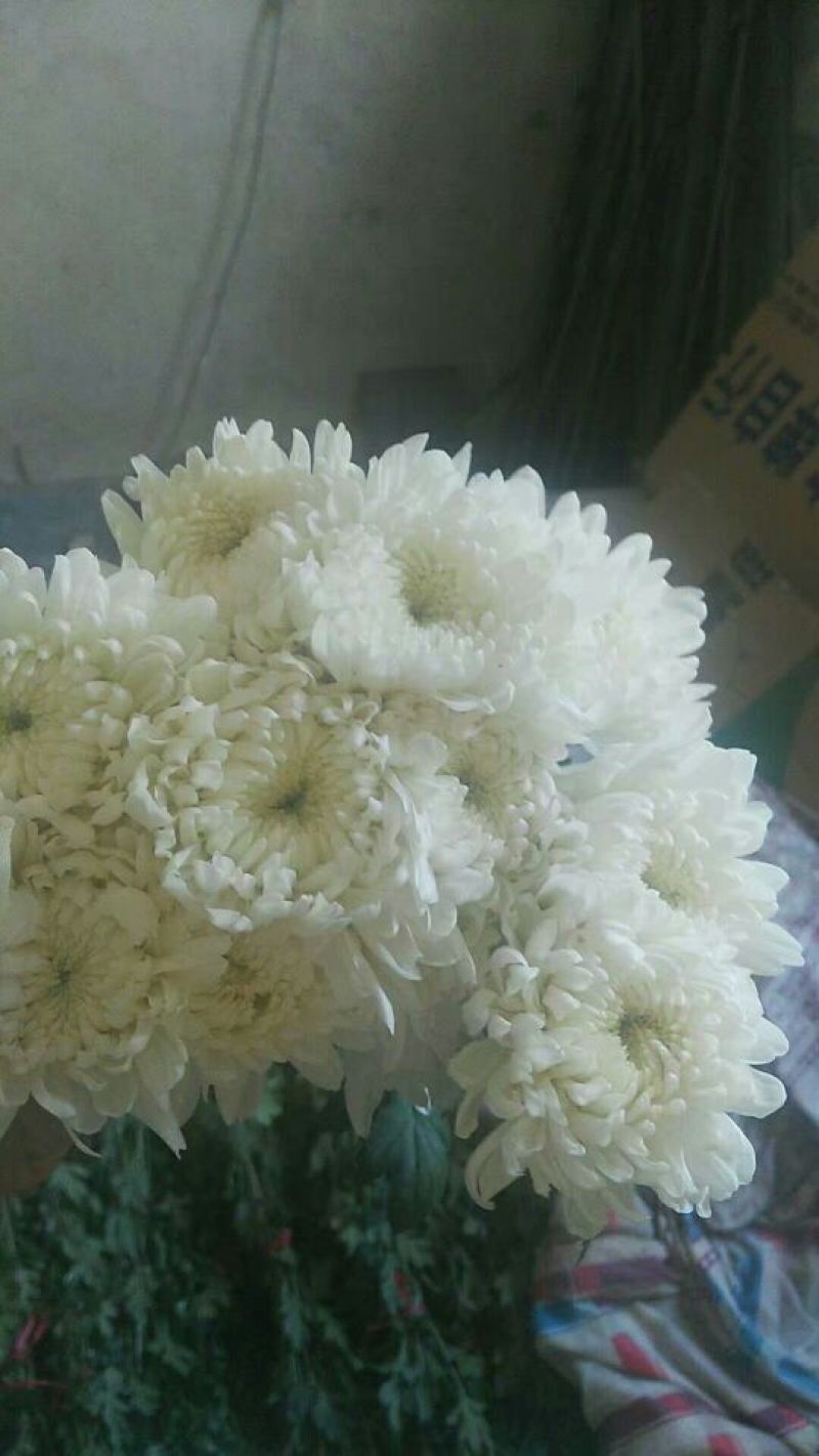 白菊花50~80cm