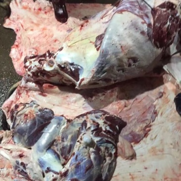 牛肉干水牛肉鲜肉
