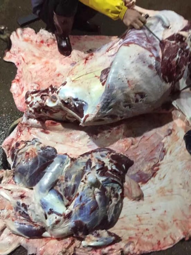 牛肉干水牛肉鲜肉