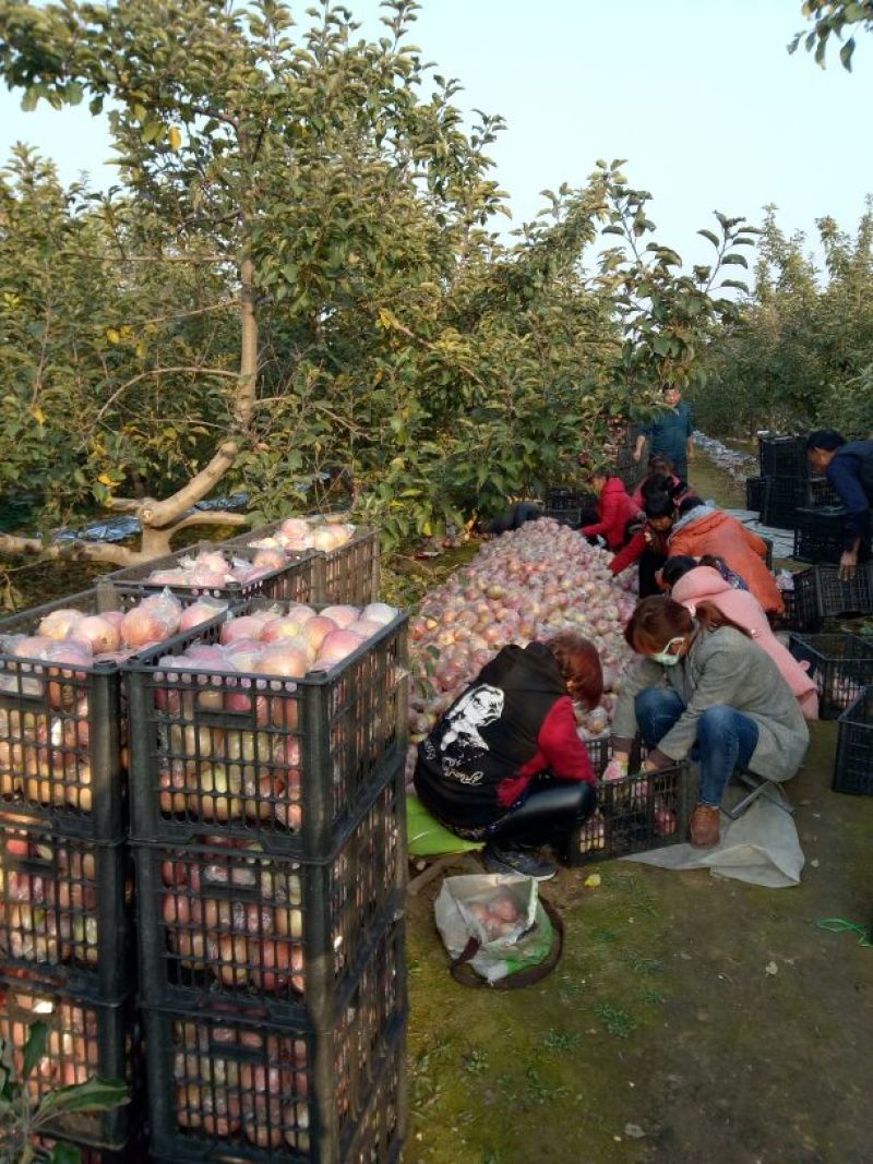 苹果山西红富土冰糖心苹果纸十膜代红富士规格齐全
