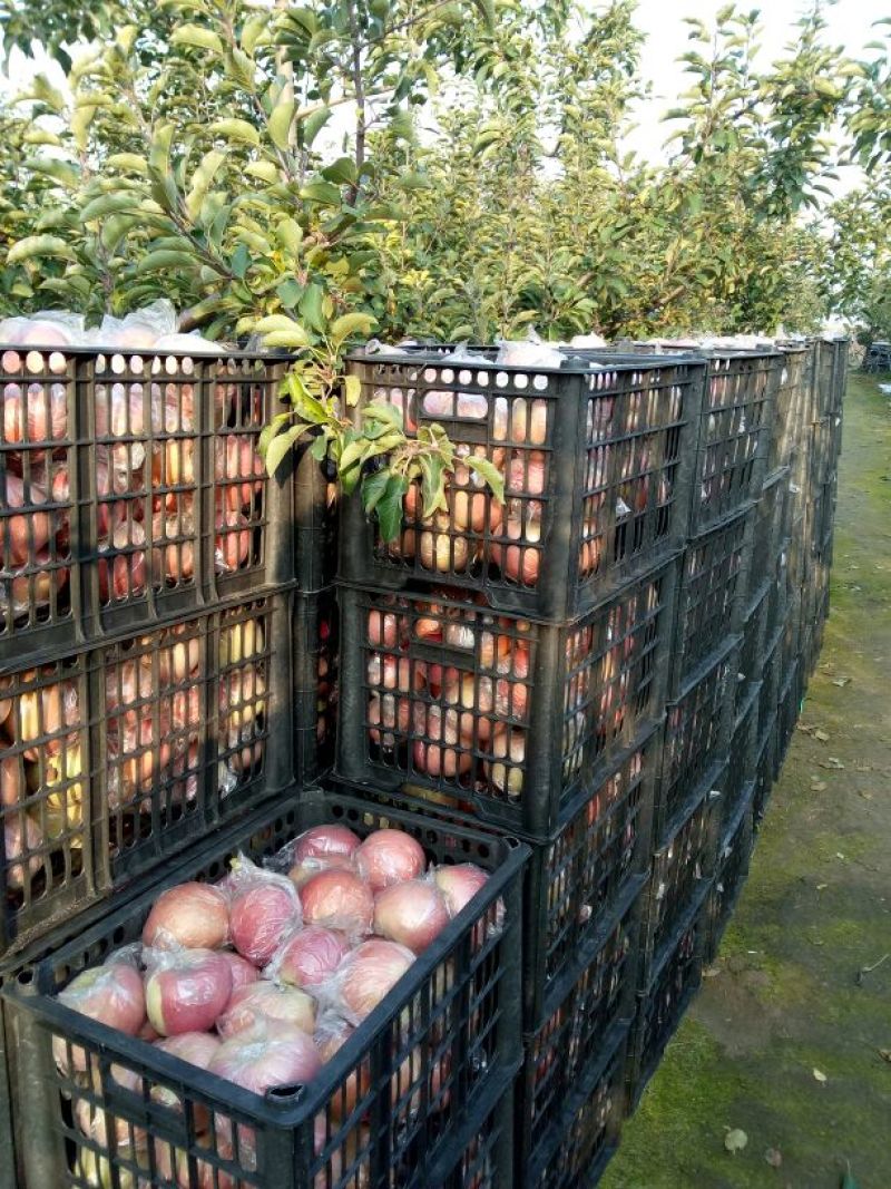 苹果山西红富土冰糖心苹果纸十膜代红富士规格齐全