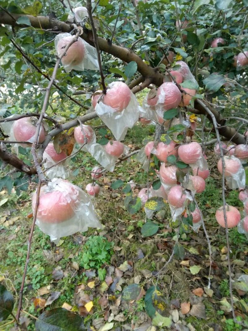 苹果山西红富土冰糖心苹果纸十膜代红富士规格齐全