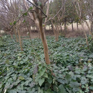 红花紫薇10~12cm1.5~2米1米以下