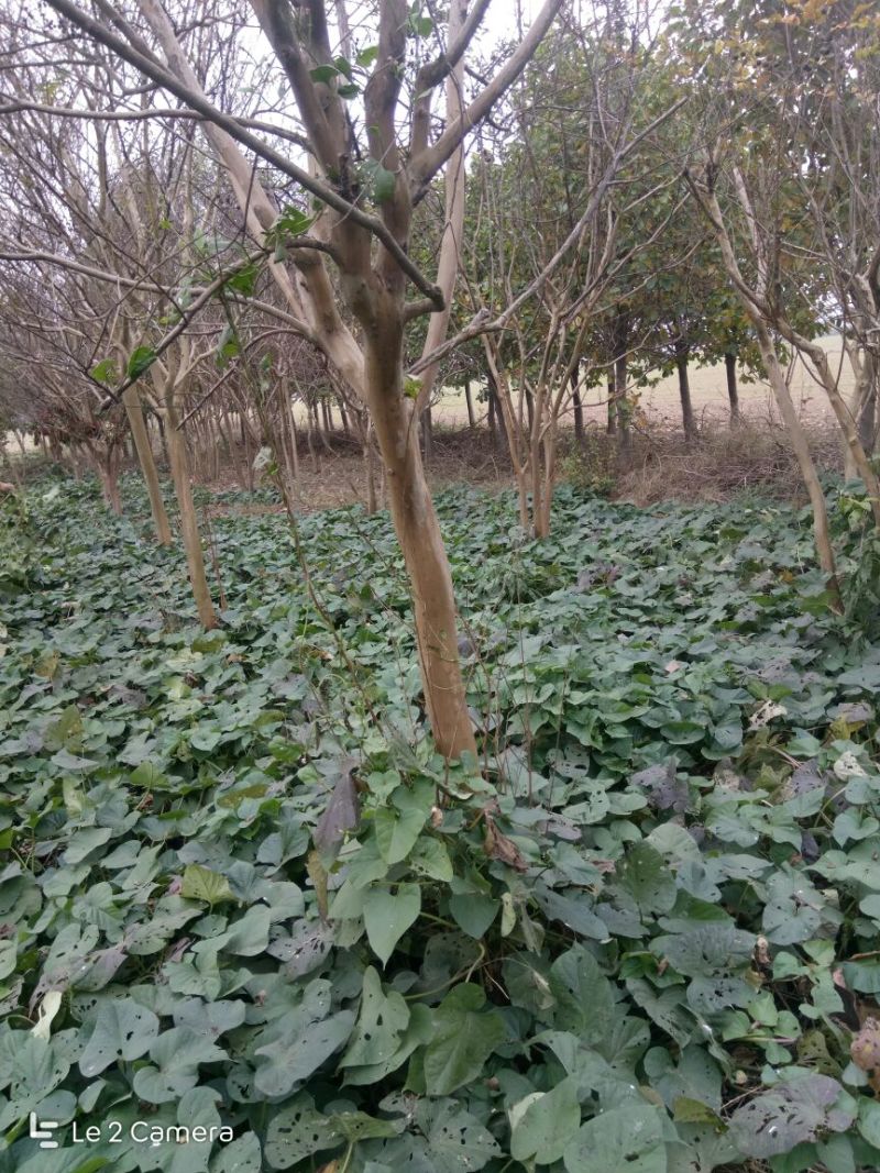 红花紫薇10~12cm1.5~2米1米以下