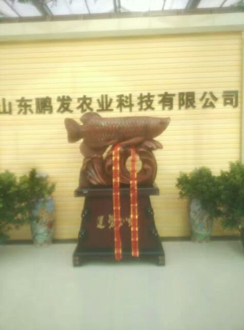 尖椒苗辣椒，苦瓜，西红柿