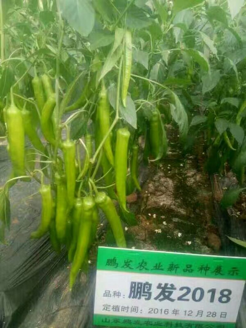 尖椒苗辣椒，苦瓜，西红柿