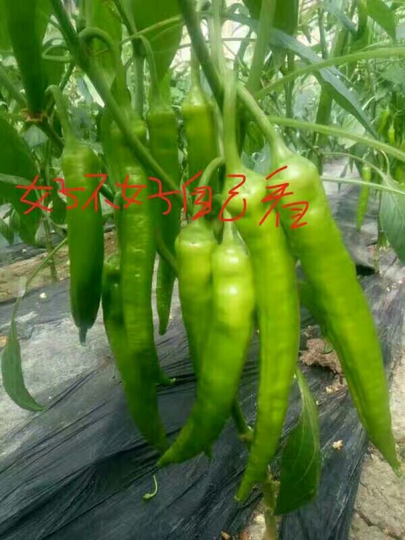 尖椒苗辣椒，苦瓜，西红柿