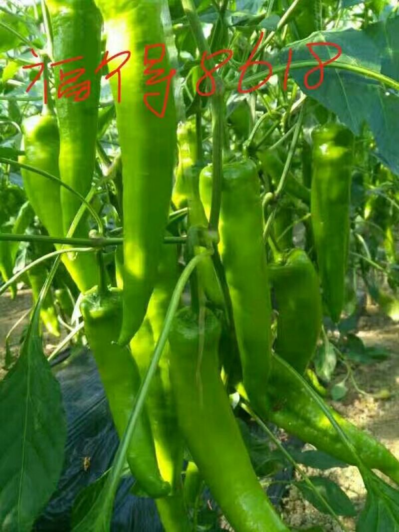 尖椒苗辣椒，苦瓜，西红柿