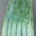 三青圆叶莴笋2斤以上60~70cm